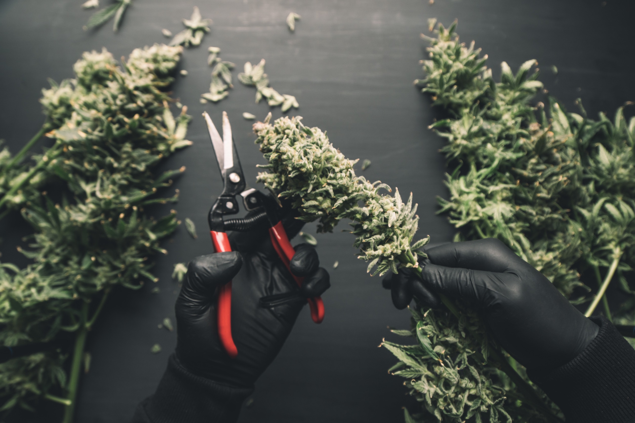 Best places to Buy CBD in Maryville Tennessee Today